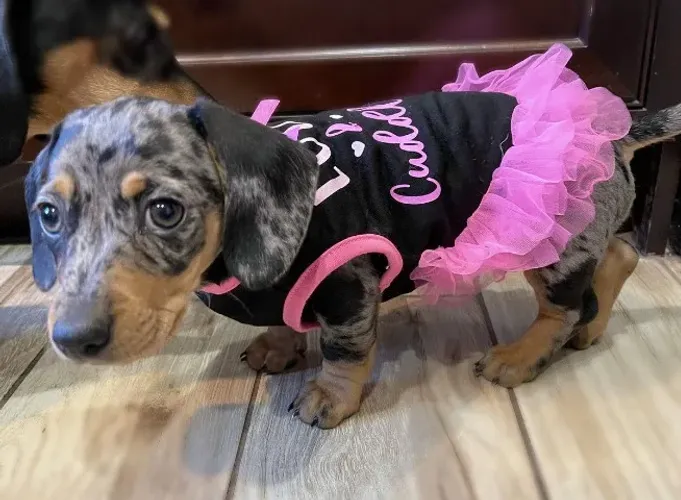 Basset teckel pequeno ativo