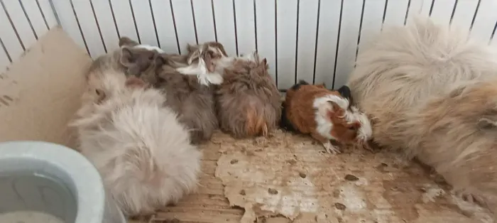 Porquinho da Índia