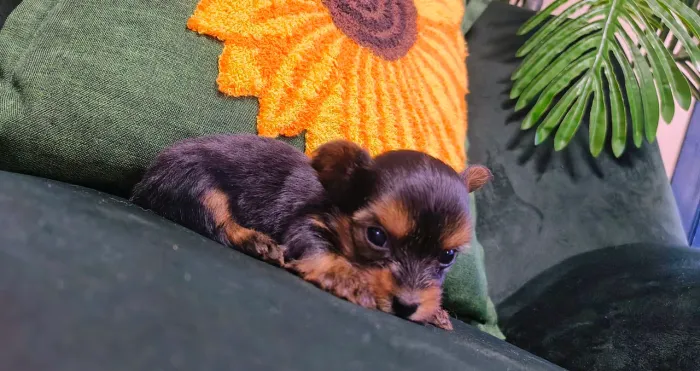 Pré-Venda Yorkshires Mini
