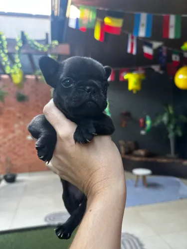 Bulldog Francês Fêmea