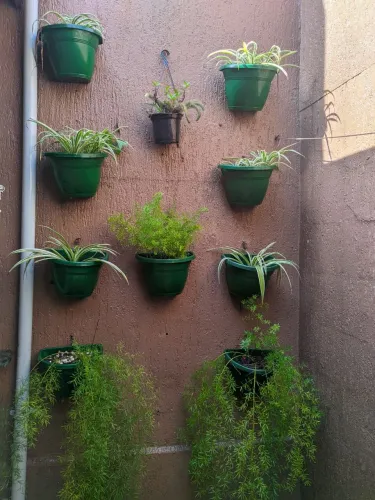 Plantas