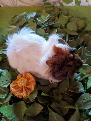 Porquinho da índia 