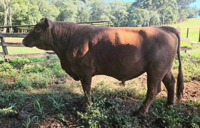 TORRO -  Touro Red Angus Puro sem Registro