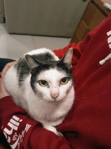 Doação gato