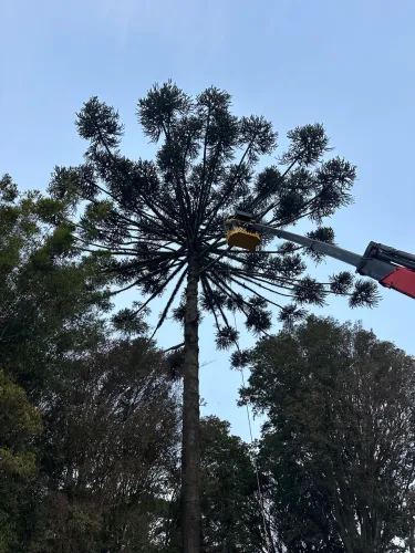 Poda e Corte de Árvores