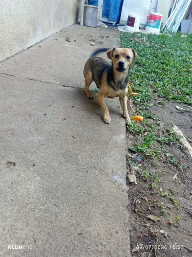 doa-se cachorro macho porte pequeno, 9 meses 