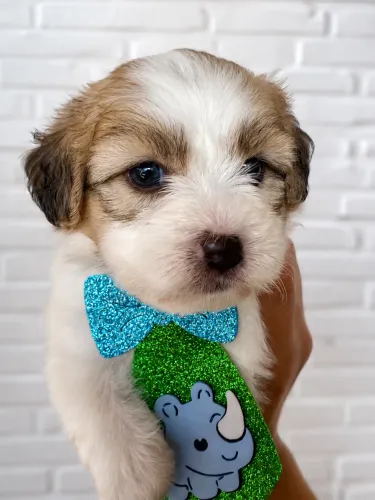 Lhasa apso machinho
