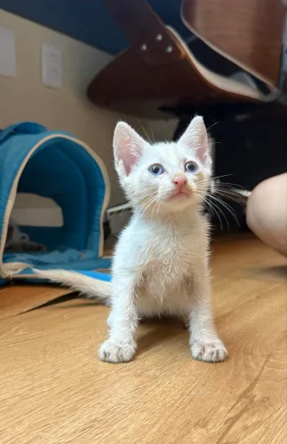 Gato macho pra adoção 