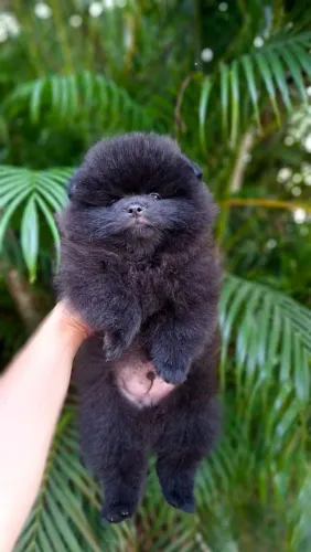 Belíssimo Spitz Alemão machinho