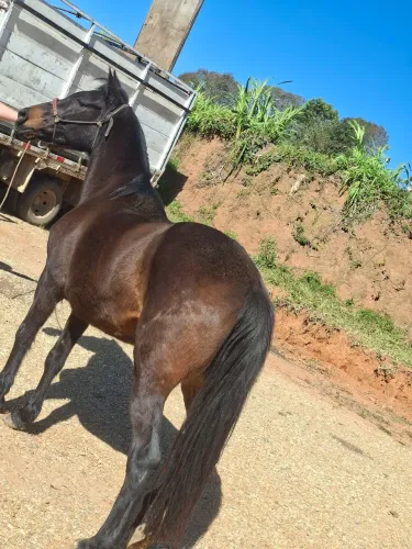 Egua bem linda pra qualquer coisa montar e laçar