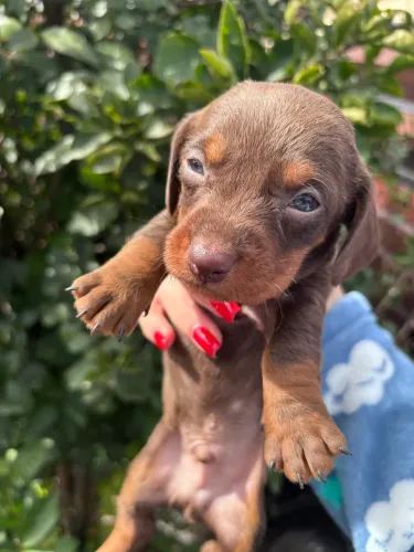 ninhada daschund