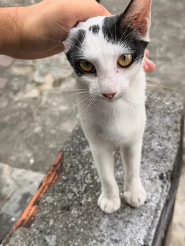 Doando gata filhote de 4 meses.
