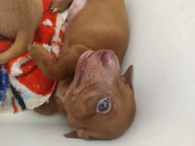 FILHOTES DE DACHSHUND (SALSICHA) DISPONÍVEIS!