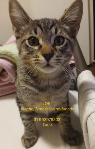 Gatinhos lindos para adoção! Leve para casa esse amor!