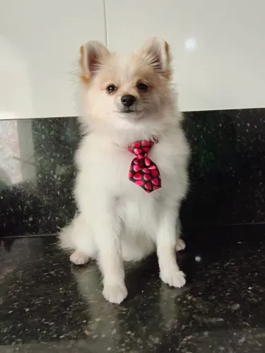 Spitz alemão Anão machinho 