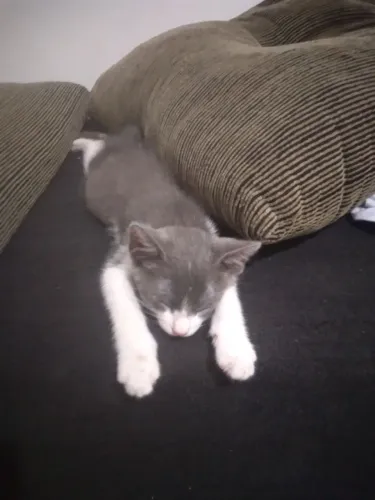 Gatos para doação cuidadosa
