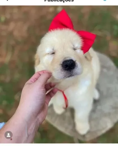 Golden Esse pequeno tesouro merece um lar cheio de amor