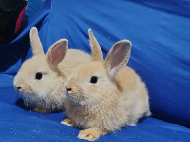 Filhotes de mini coelho
