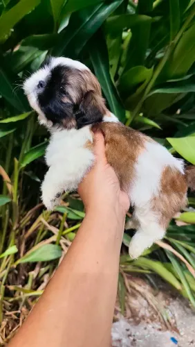 Macho de shihtzu na promoção