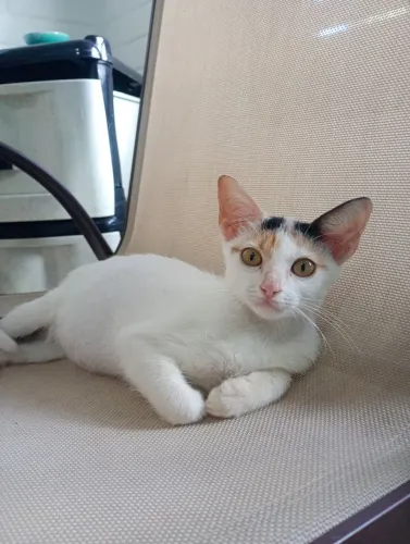 Gatinha para doação 