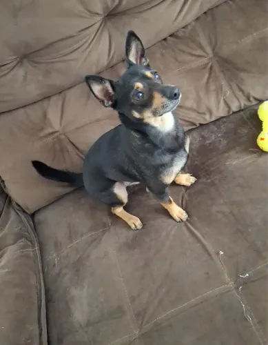 Cachorro