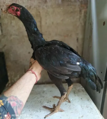 Galinhas e frangas Índio/Mura