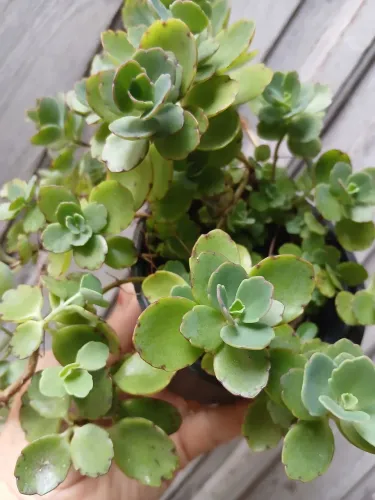 ARANTINHO DA FOLHA PEQUENA OU KALANCHOE, PLANTA SUCULENTA 