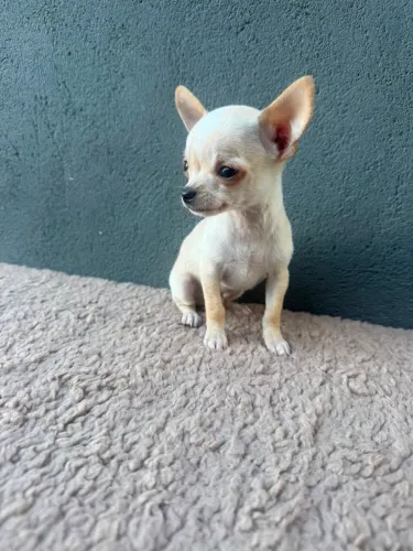 Chihuahua pelo curto