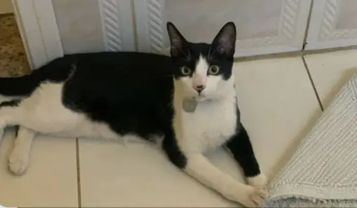Gato macho 7 meses adocao