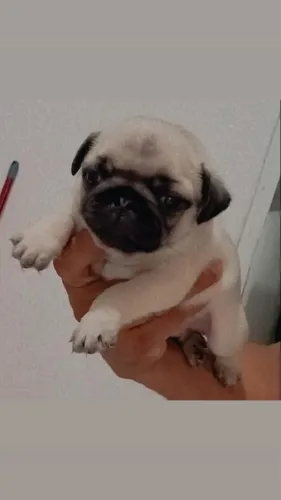 Pug com pedigree 