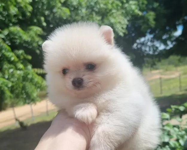 Spitz alemão anão macho 