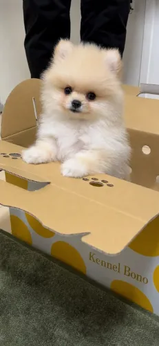 Cachorro Lulu da Pomerania pequeno no tamanho gigante no amor
