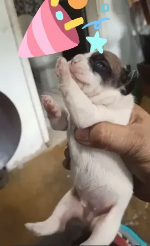 Filhote macho de buldog francês