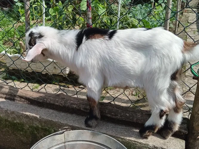 Mini cabrito filhote
