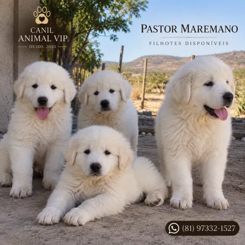 Filhotes de Pastor Maremano