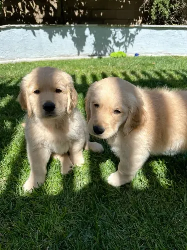 Golden Retriever charmoso 