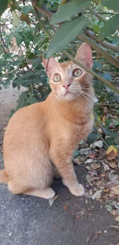 Lindo gato laranja aproximadamente 1 ano castrado
