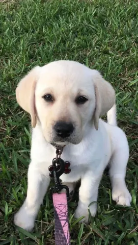 Labrador um dog espetacular