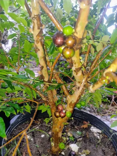 Jabuticaba híbrida 