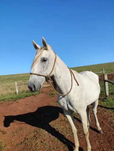 Cavalo a venda