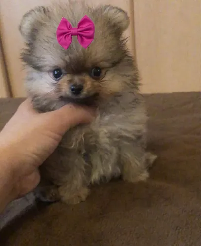 Lulu da Pomerania fêmea anãzinha até 12x