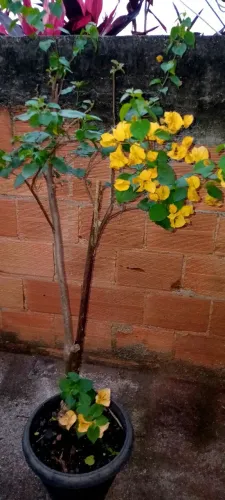 Bugaville amarelo