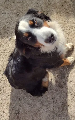 Femea adulta Bernese