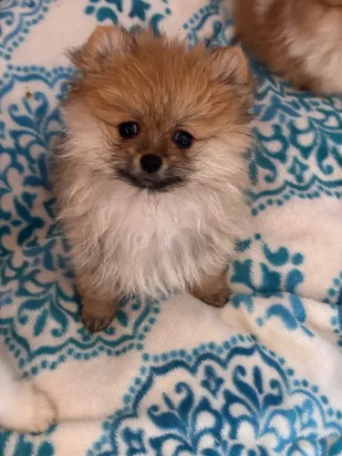 Cachorra Lulu da pomerano a mini anão 