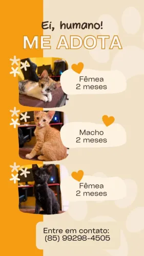 Adoção de gatos