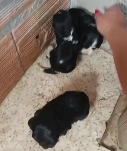 Cocker spaniel fiel