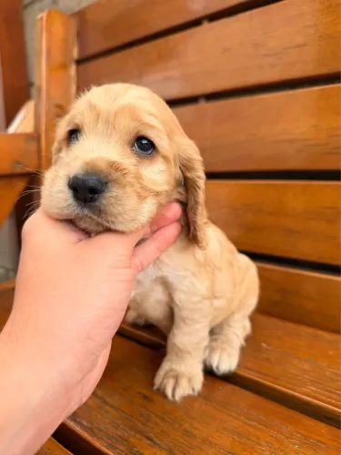 Cocker Spaniel