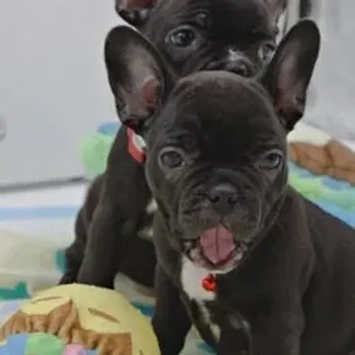 Bulldog Francês,Bulldog Francês Filhote Linda Linhagem Disponível