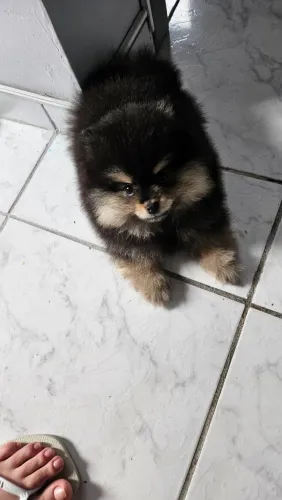 Cachorro