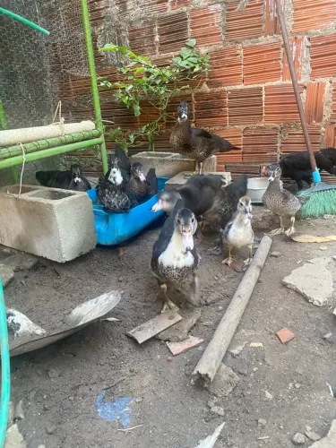 Patinhos filhotes, tenho 3 tamanhos diferentes disponíveis